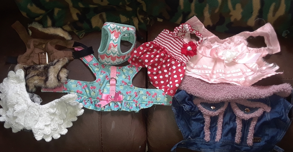 small dog clothes
